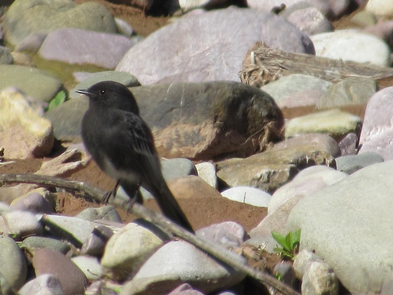 Photo Viudita de Río