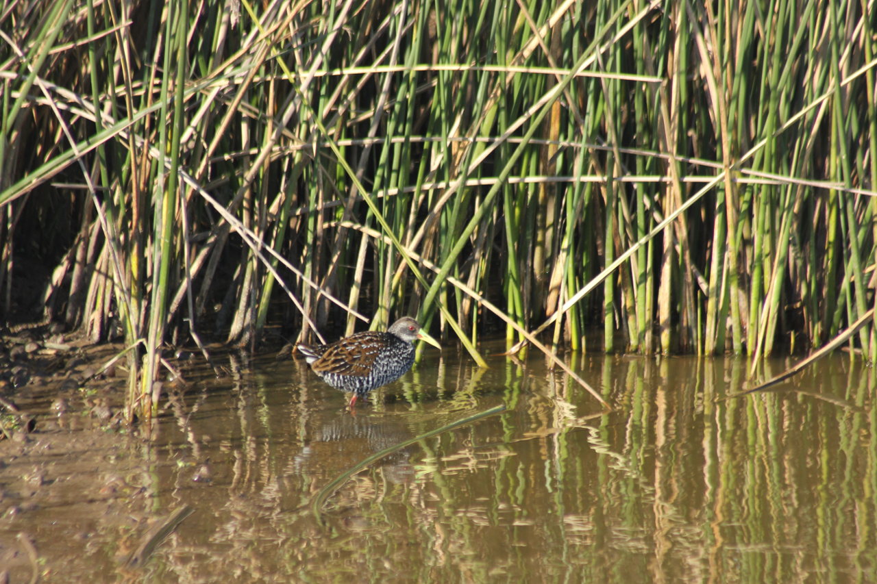 Photo Gallineta Overa