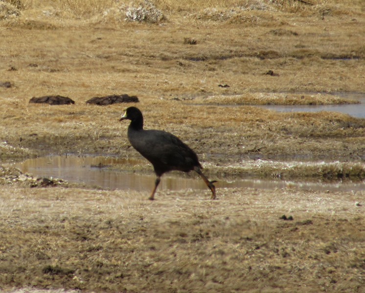 Photo Gallareta Gigante