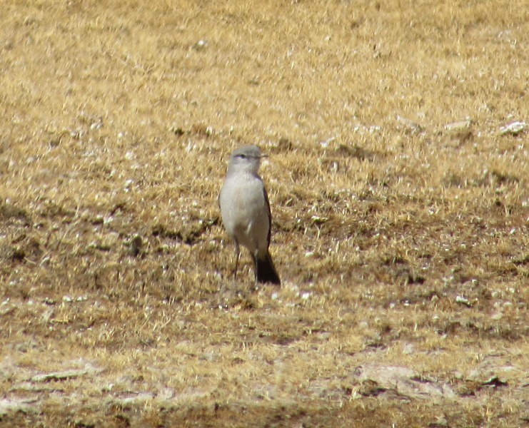 Foto Dormilona Cenicienta
