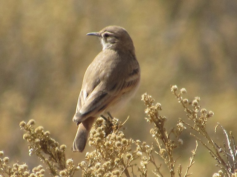 Foto Caminera Puneña