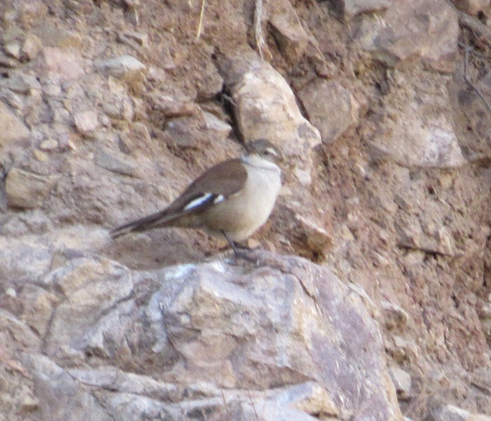 Photo Remolinera Andina