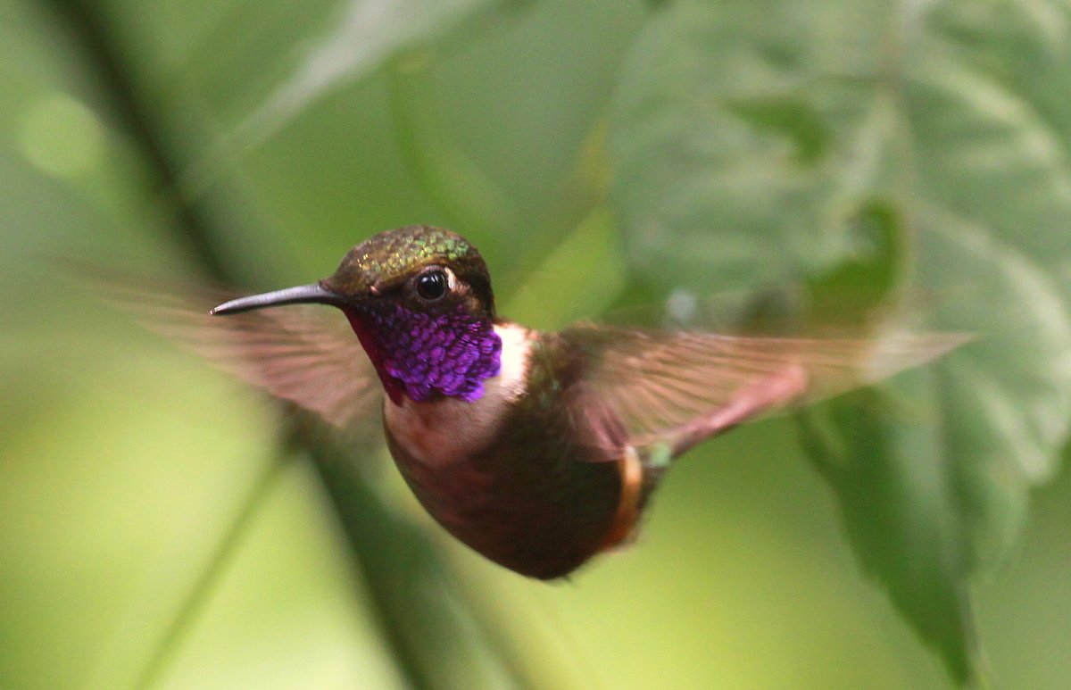 Foto Estrellita Gorjipúrpura