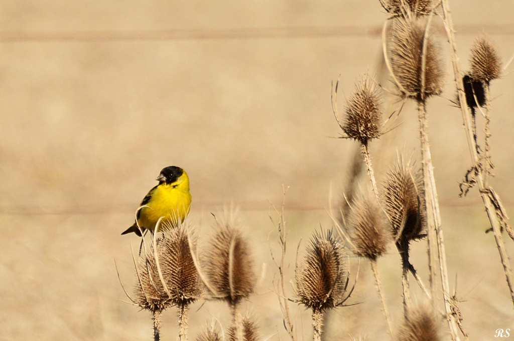 Foto Cabecitanegra Común