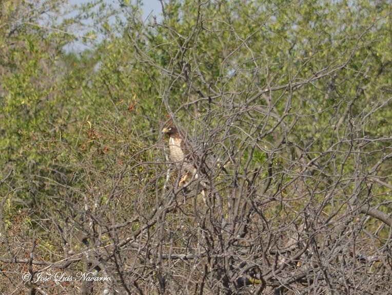 Foto Taguató Común