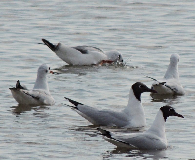 Foto Gaviota Capucho Café