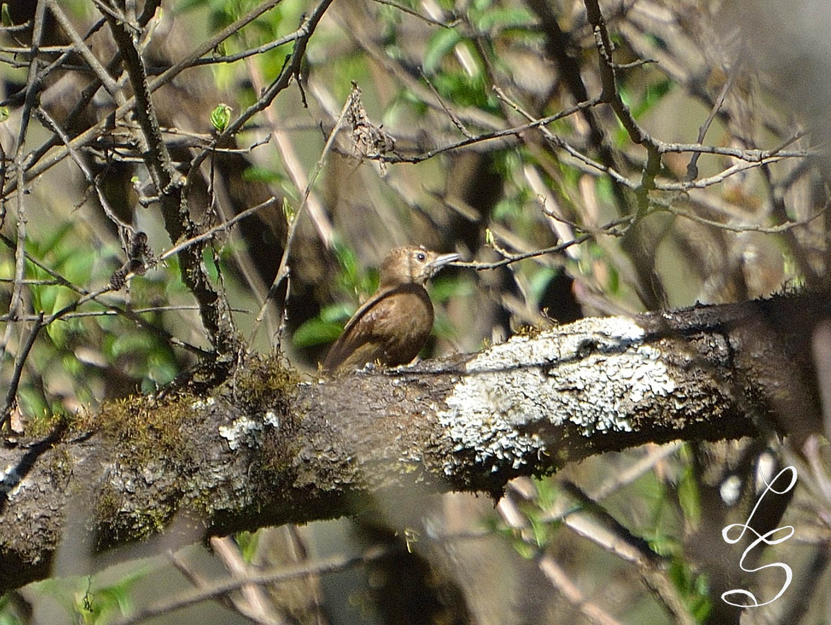 Photo Carpintero Oliva Oscuro