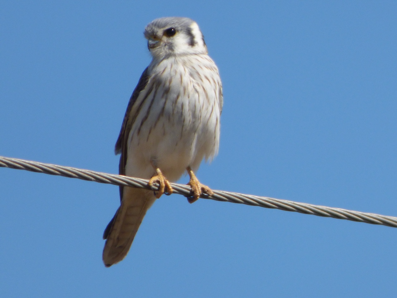 Foto Halconcito Colorado