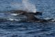 Long-finned Pilot Whale ()