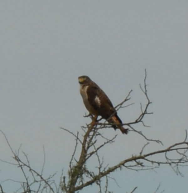 Roadside Hawk (Rupornis magnirostris)