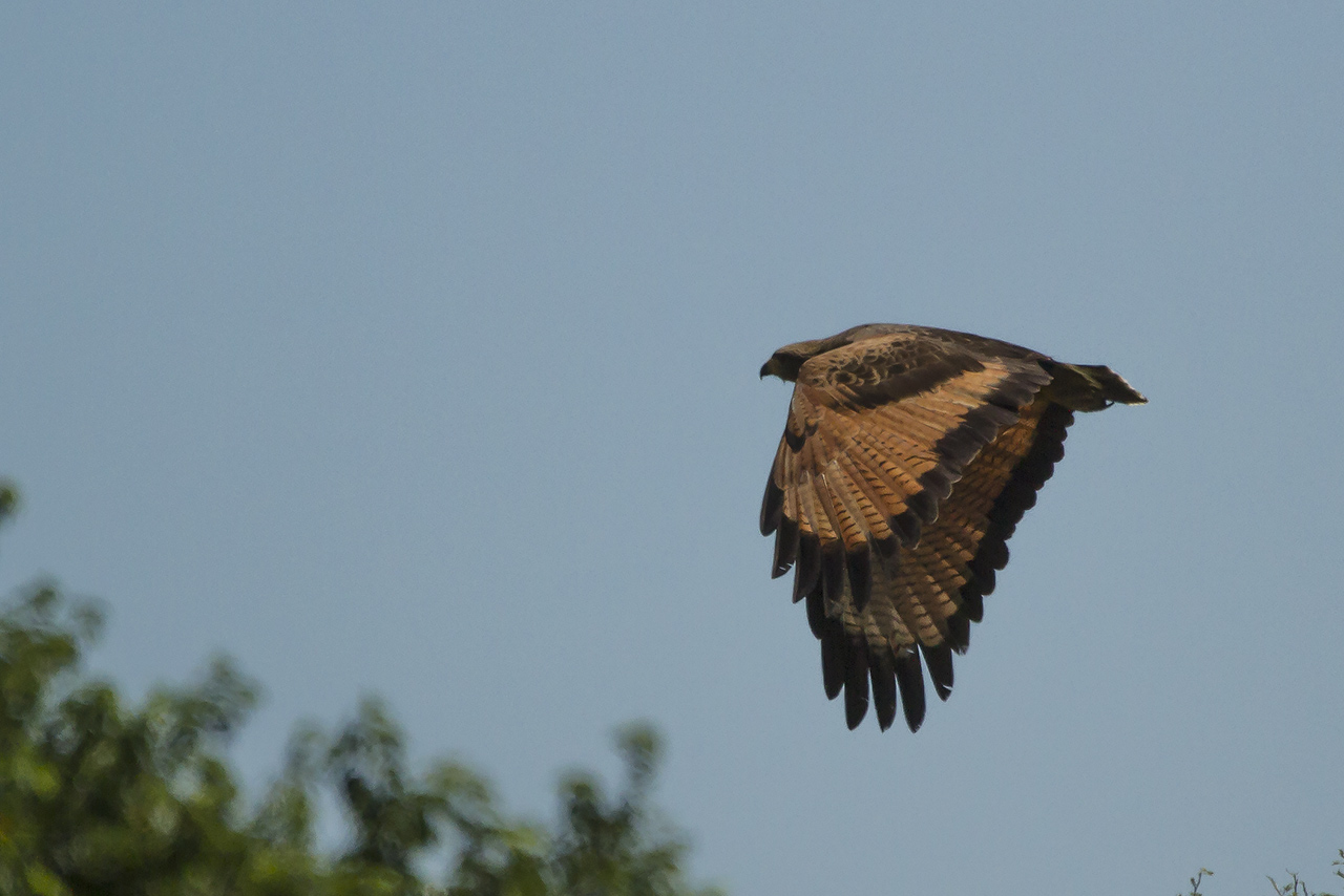 Photo Aguilucho Colorado