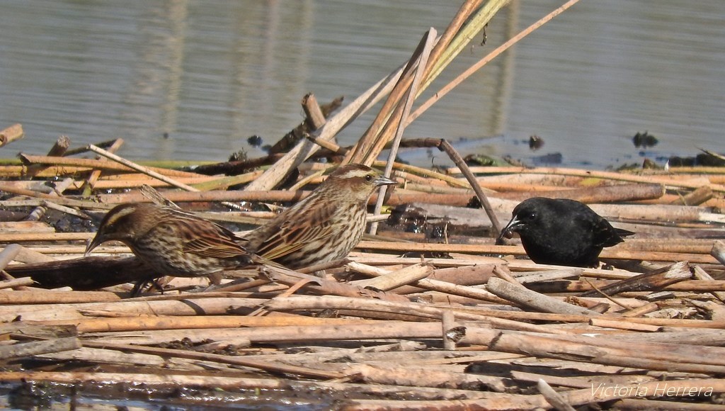 Foto Varillero Ala Amarilla