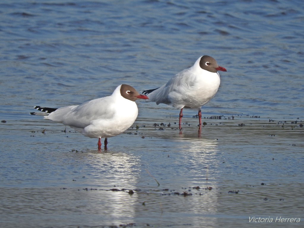 Foto Gaviota Capucho Café