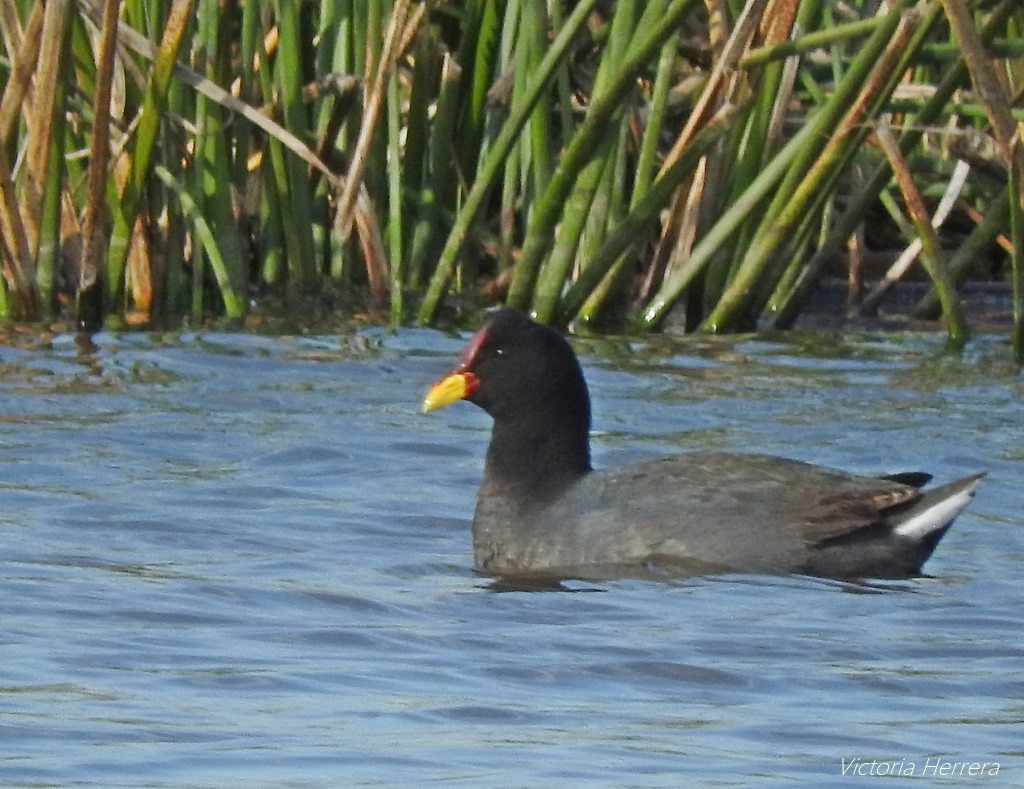 Foto Gallareta Escudete Rojo