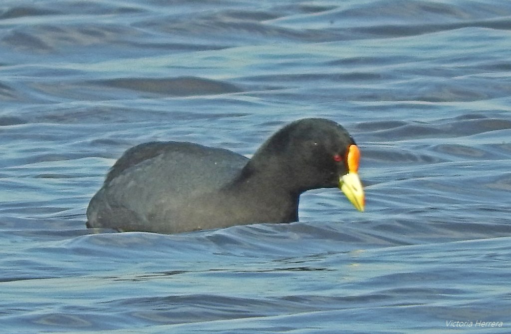 Foto Gallareta Chica