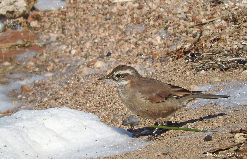Foto Remolinera Común