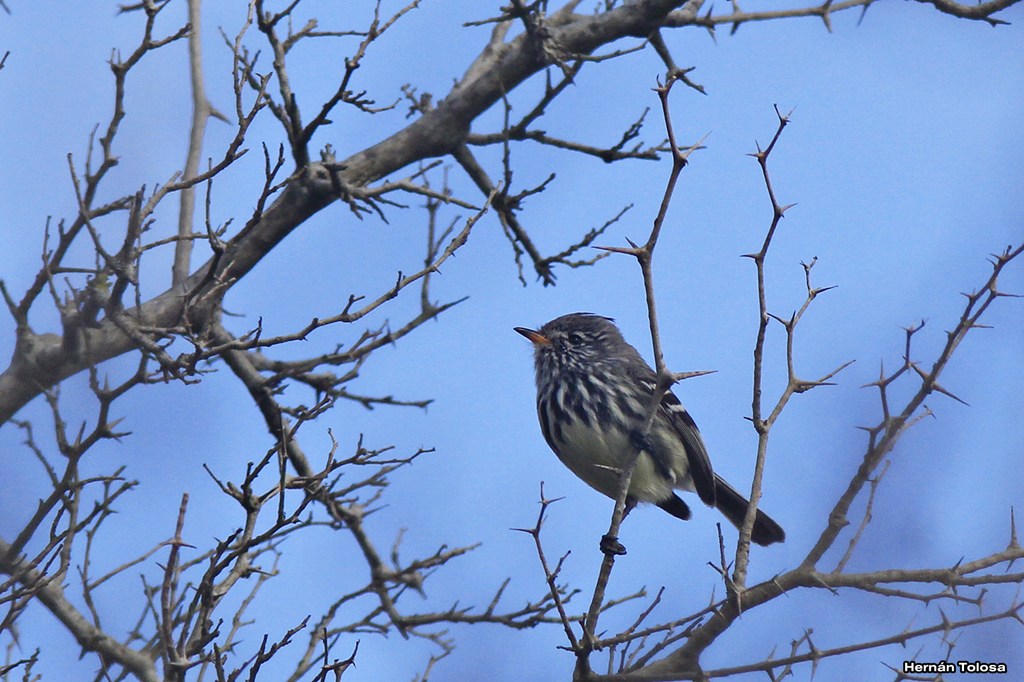 Foto Cachudito Pico Amarillo
