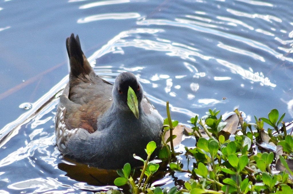 Foto Pollona Pintada