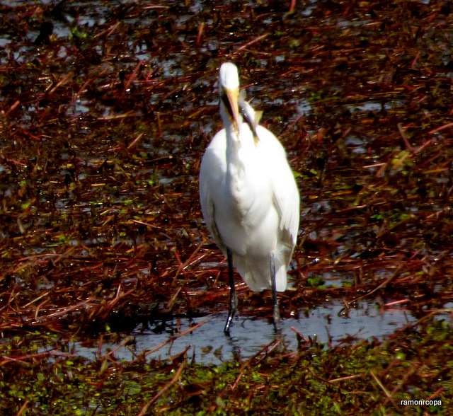 Photo Garza Blanca