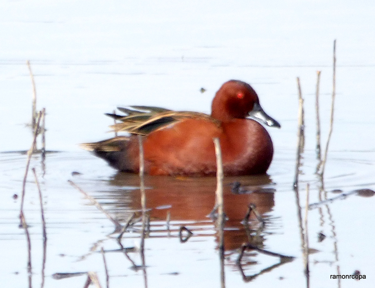 Photo Pato Colorado