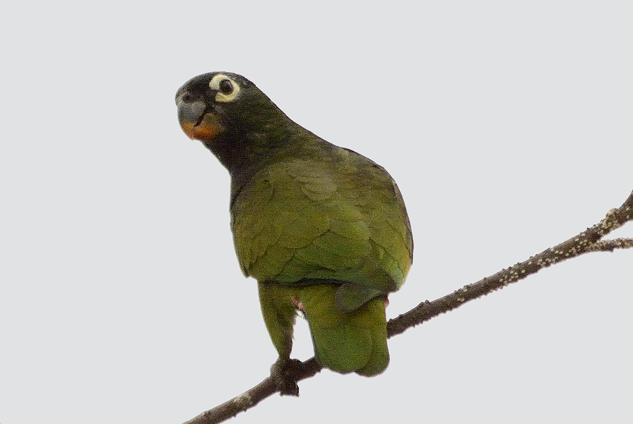 Photo Loro Maitaca