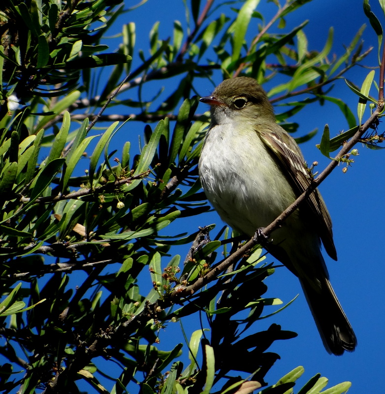Foto Fiofío Pico Corto