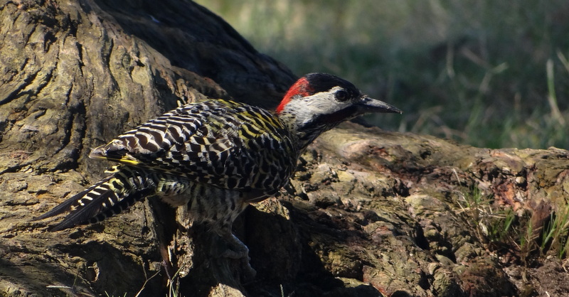 Foto Carpintero Real Común