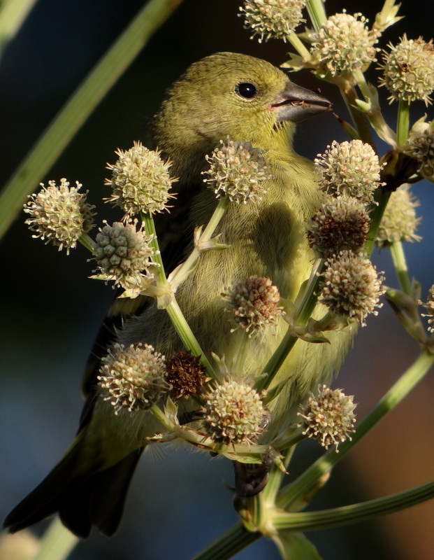 Foto Cabecitanegra Común