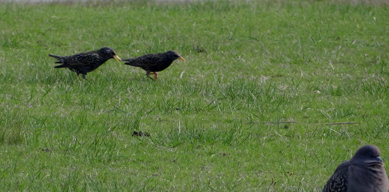 Foto Estornino Pinto