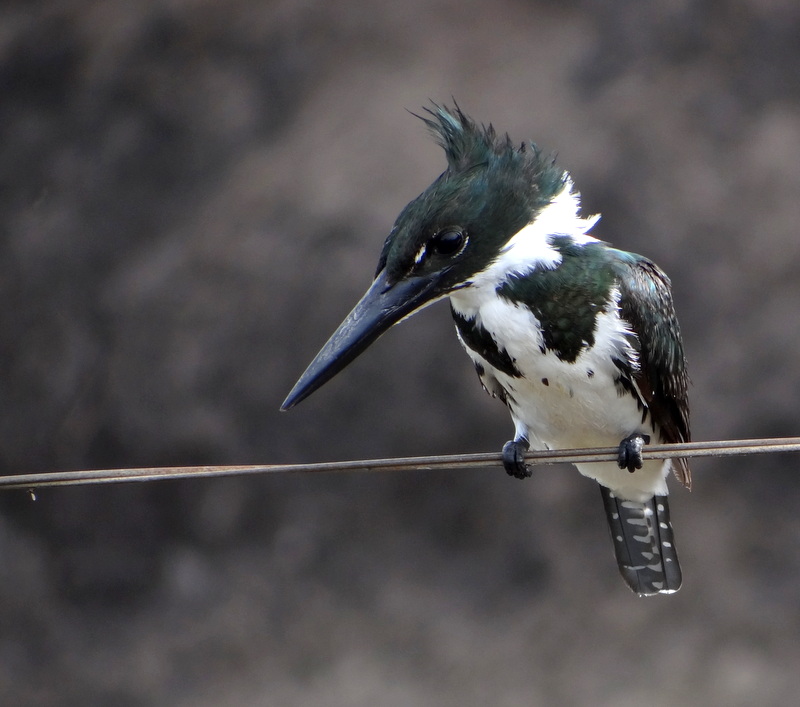 Photo Martín Pescador Mediano