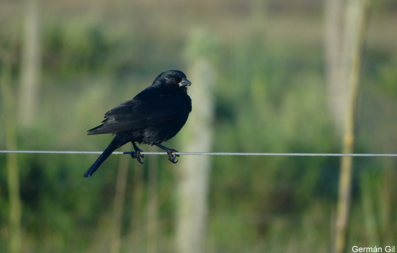 Photo Tordo Pico Corto