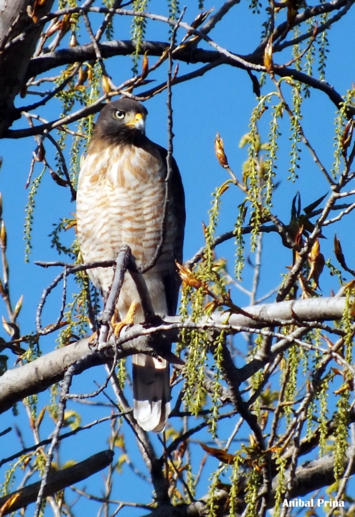 Foto Taguató Común