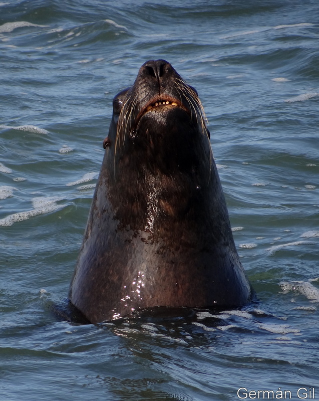 Foto Lobo Marino de Un Pelo