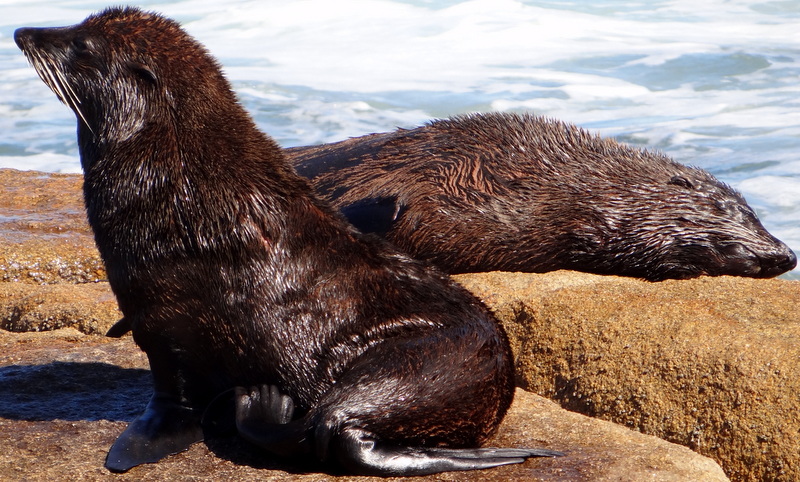 Foto Lobo Marino de Dos Pelos