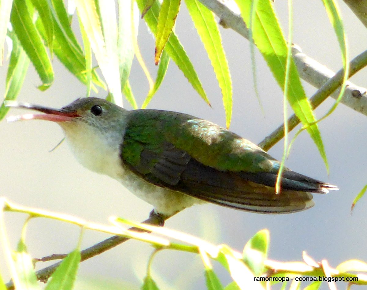 Foto Picaflor Vientre Blanco