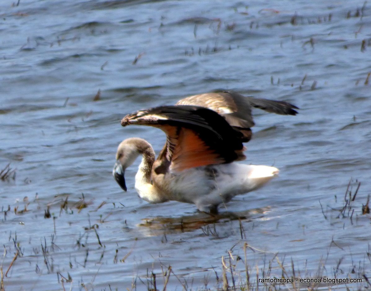 Photo Flamenco Austral