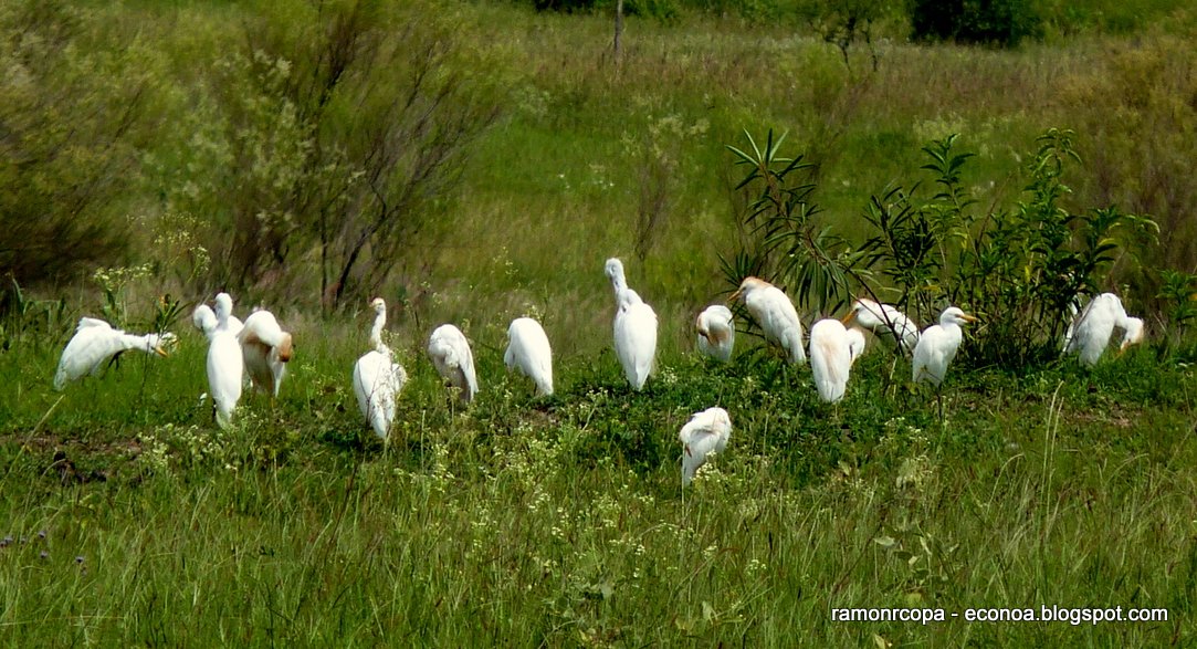 Photo Garcita Bueyera