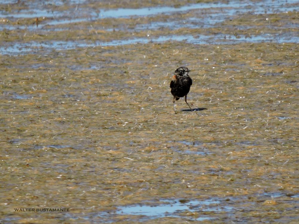 Foto Sobrepuesto Común