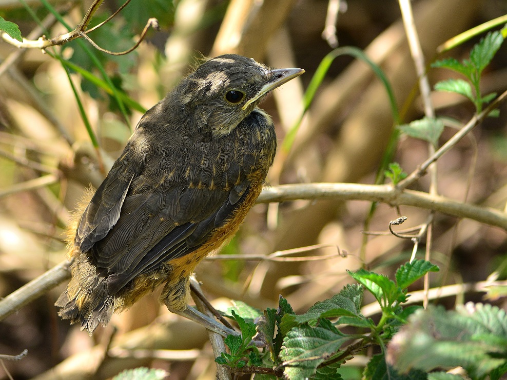 Photo Zorzal Colorado