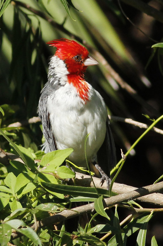 Foto Cardenal Común