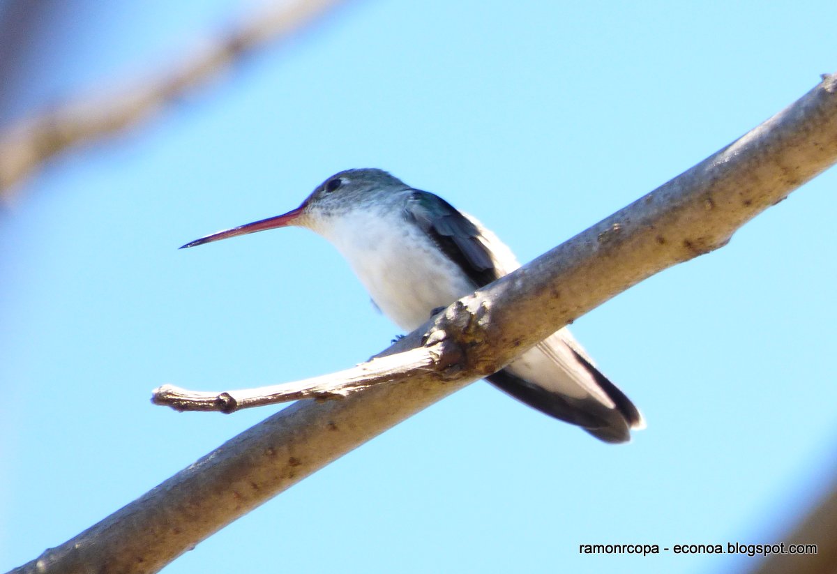 Foto Picaflor Vientre Blanco