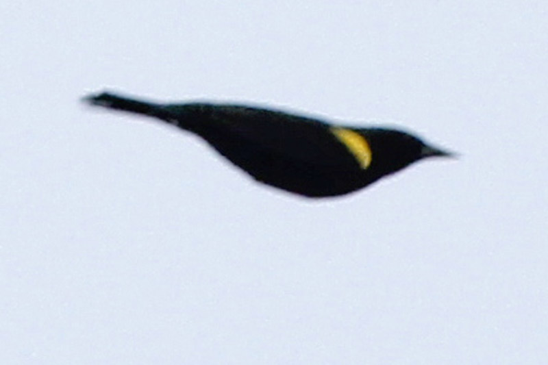 Foto Varillero Ala Amarilla