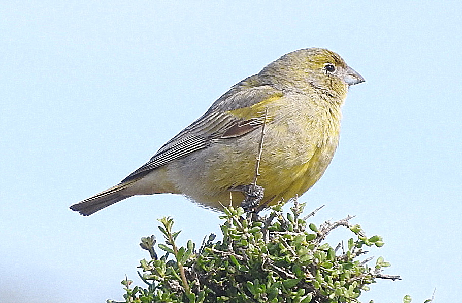 Foto Jilguero Austral