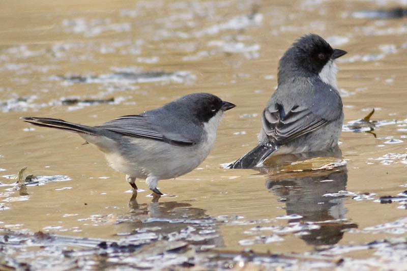 Foto Monterita Cabeza Negra