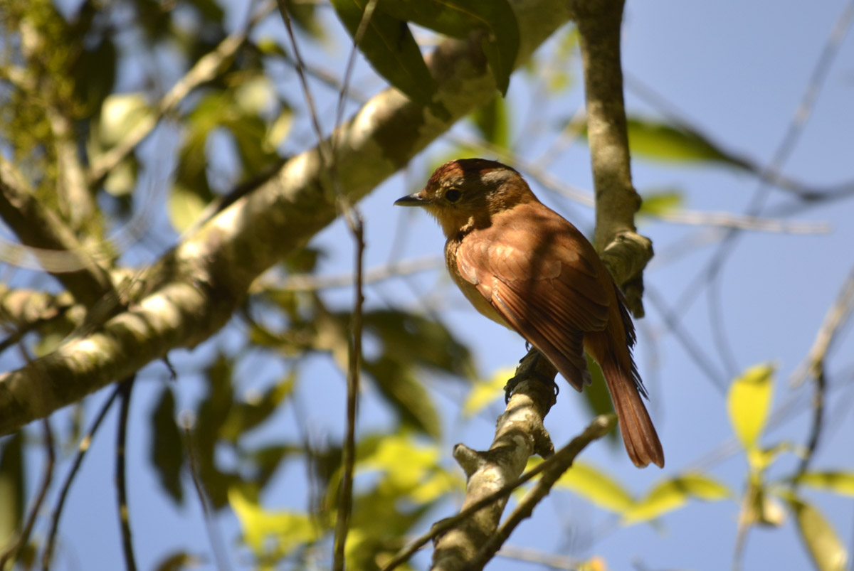 Foto Anambé Castaño
