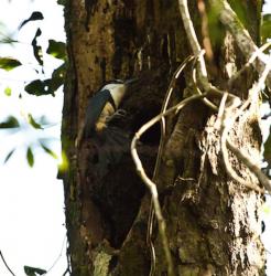 Foto Chacurú Grande