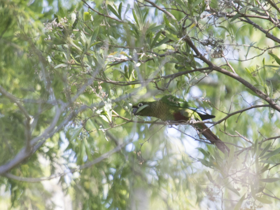 Foto Chiripepé Cabeza Verde