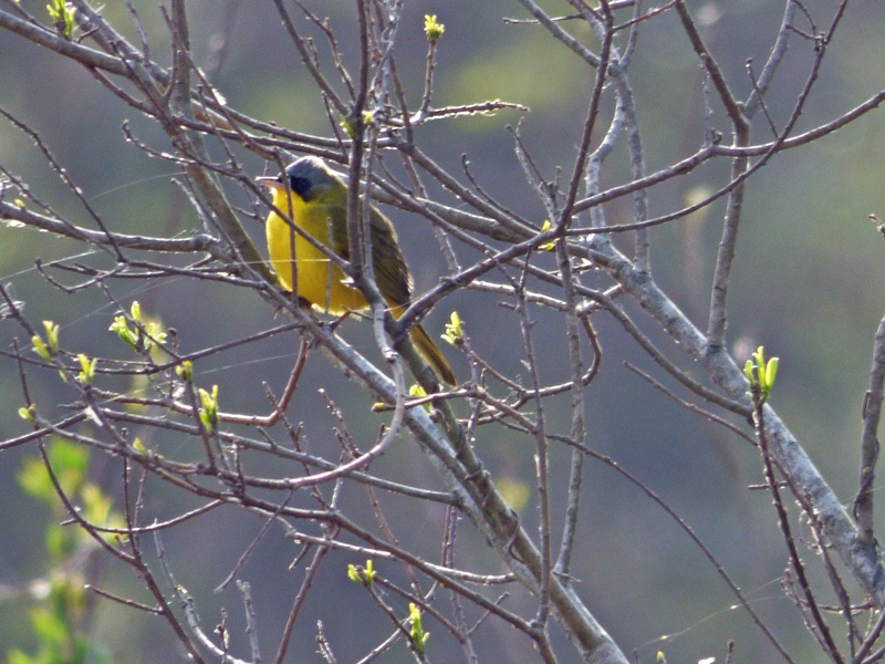 Foto Arañero Cara Negra