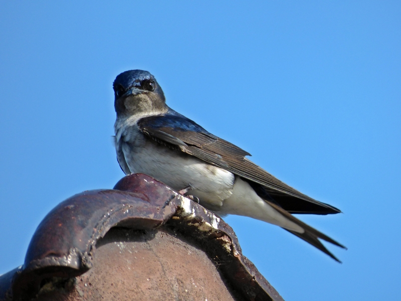 Foto Golondrina Doméstica