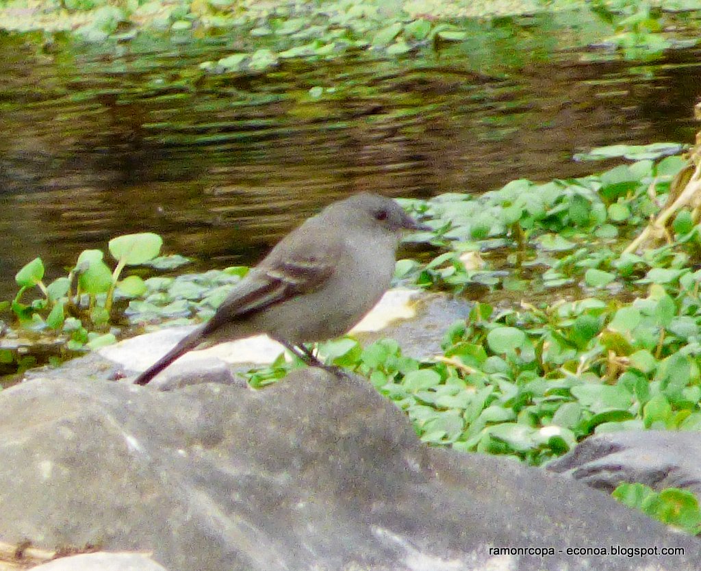 Photo Piojito Gris